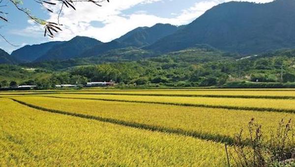 农村农业改革.jpeg 农村农业改革.jpeg