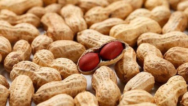 花生高产之踩秧的力道该如何掌握.jpeg 花生高产之踩秧的力道该如何掌握.jpeg