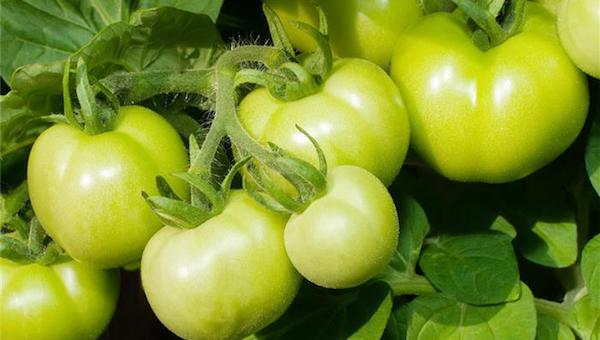 种番茄时要把握肥料的浓度.jpeg 种番茄时要把握肥料的浓度.jpeg