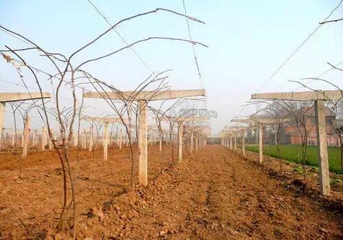猕猴桃搭架中的T形架.jpeg 猕猴桃搭架中的T形架.jpeg
