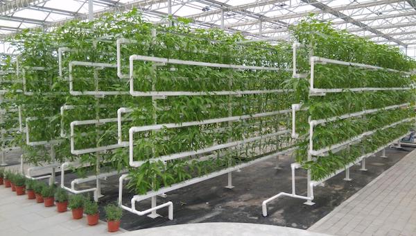 无土栽培的概念.jpeg 无土栽培的概念.jpeg