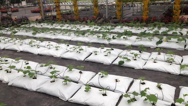 无土栽培的类型都有哪些.jpeg 无土栽培的类型都有哪些.jpeg