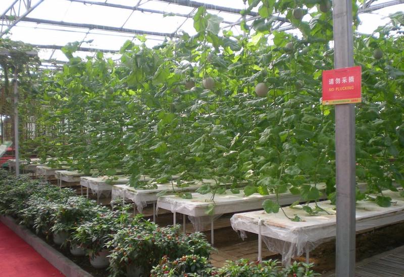 无土栽培的开展前景.jpeg 无土栽培的开展前景.jpeg