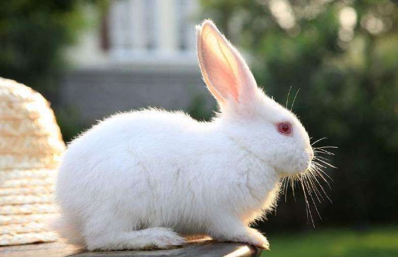 养殖兔子挣大钱?.jpeg 养殖兔子挣大钱?.jpeg